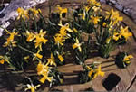 Grate Spring (Daffodils)